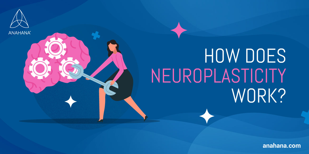 What Is Neuroplasticity - How Does It Work, In Simple Terms, Examples