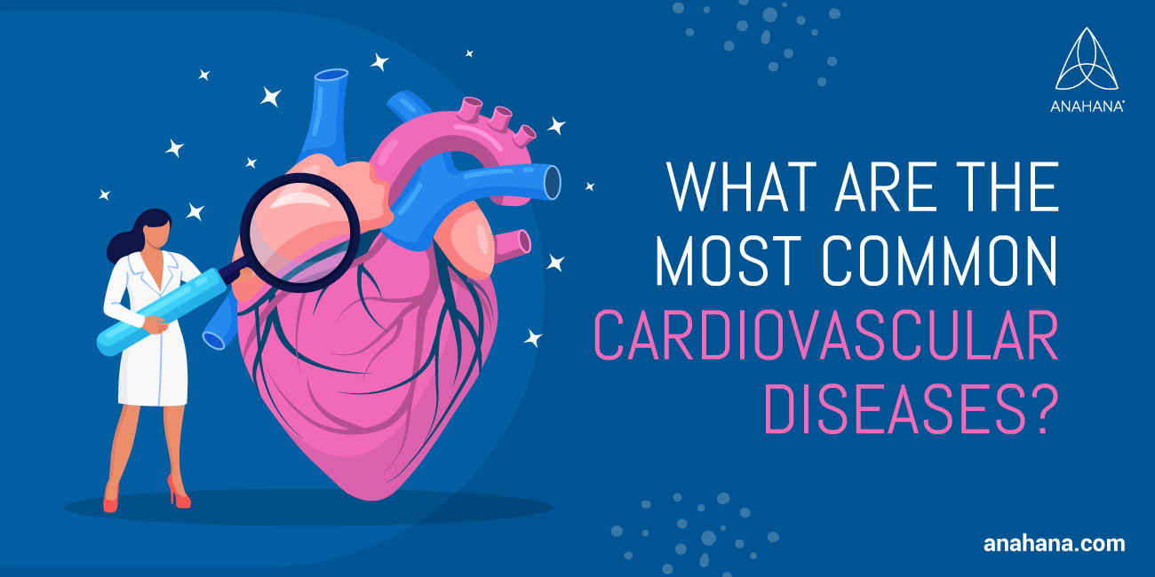 What Is The Circulatory System - Made Up Of, Also Known As, Do, Jobs