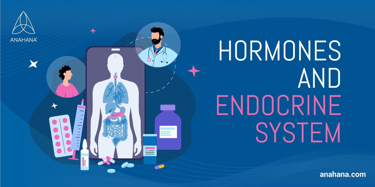 What Is The Endocrine System - Glands & Hormones Explained