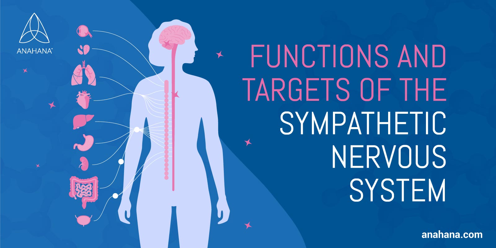 what-is-the-sympathetic-nervous-system-stress-response-functions