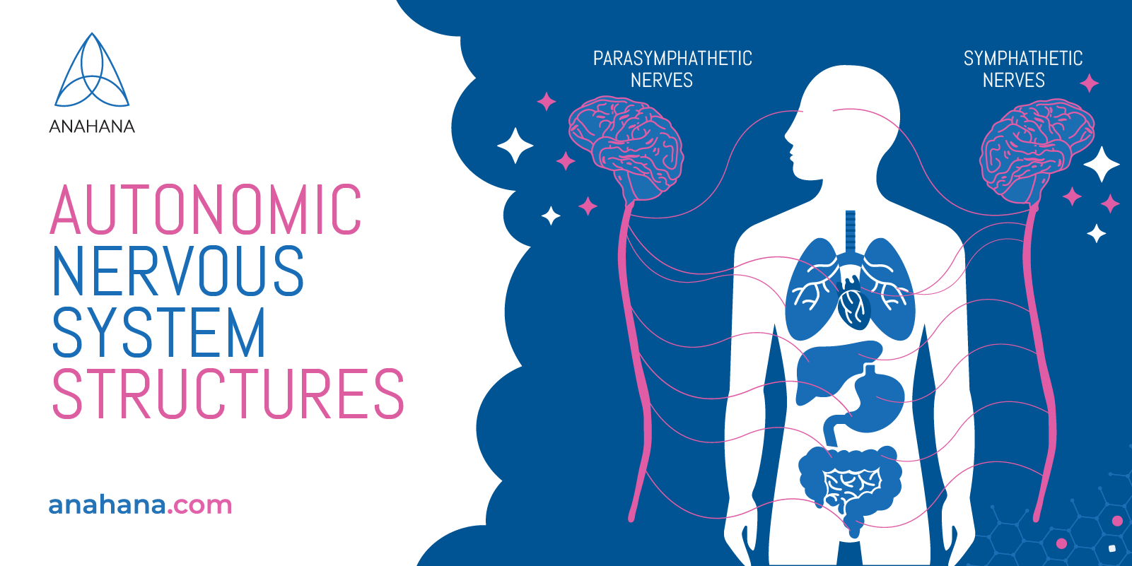 What Is The Autonomic Nervous System - Responsible For, Divided Into