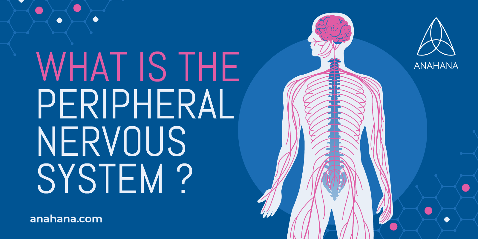 What Is The Peripheral Nervous System - Made Up Of, Responsible For