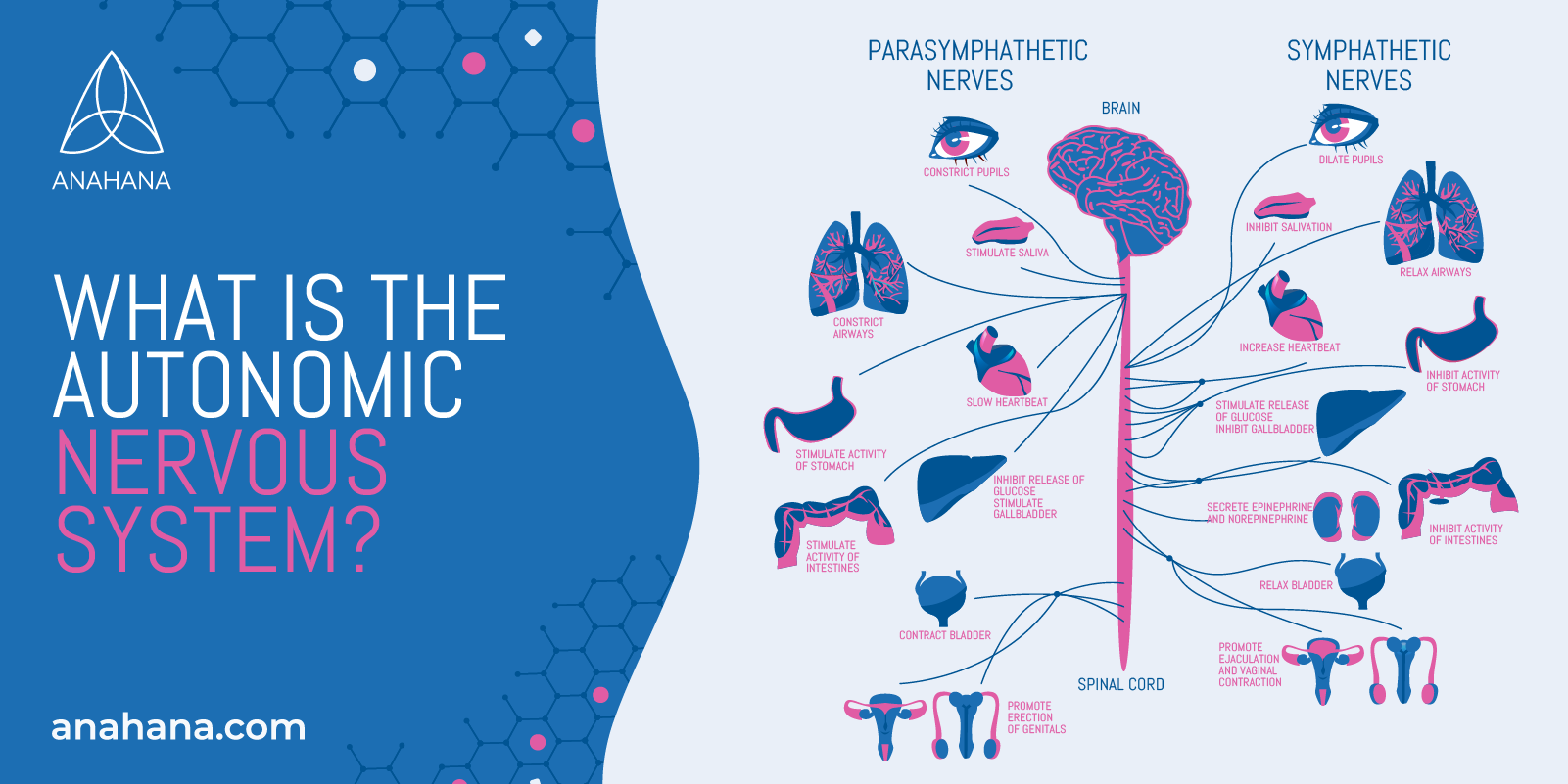 What Is The Autonomic Nervous System Responsible For Divided Into