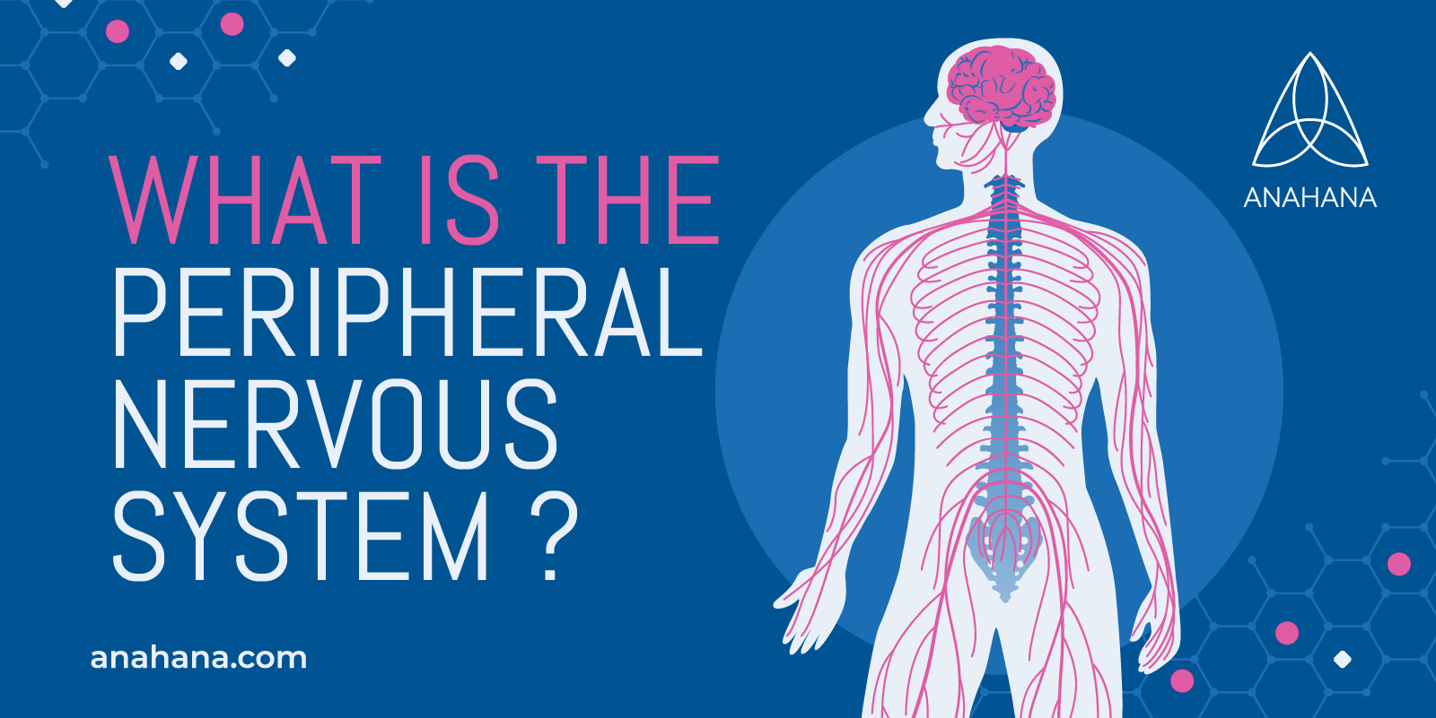 Qué es el sistema nervioso periférico - Explicación detallada