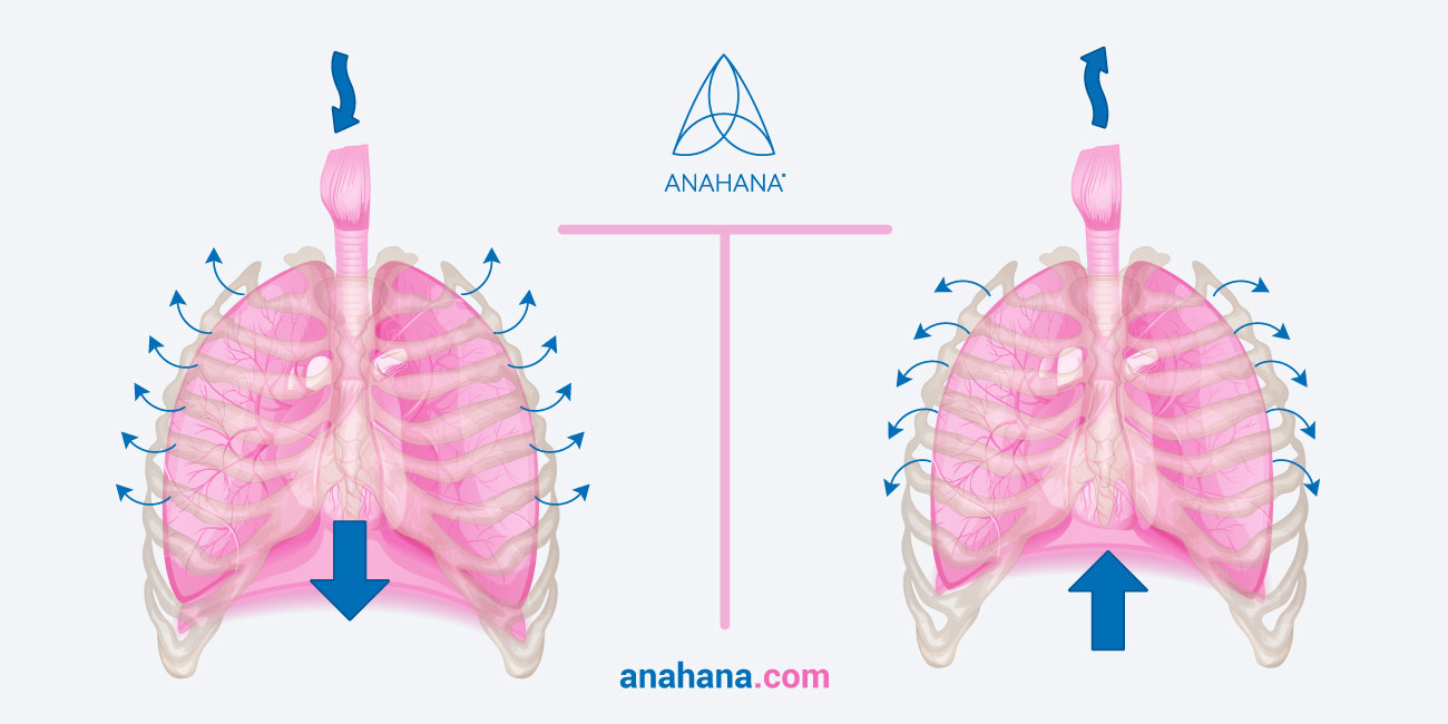 Respiration diaphragmatique illustrée