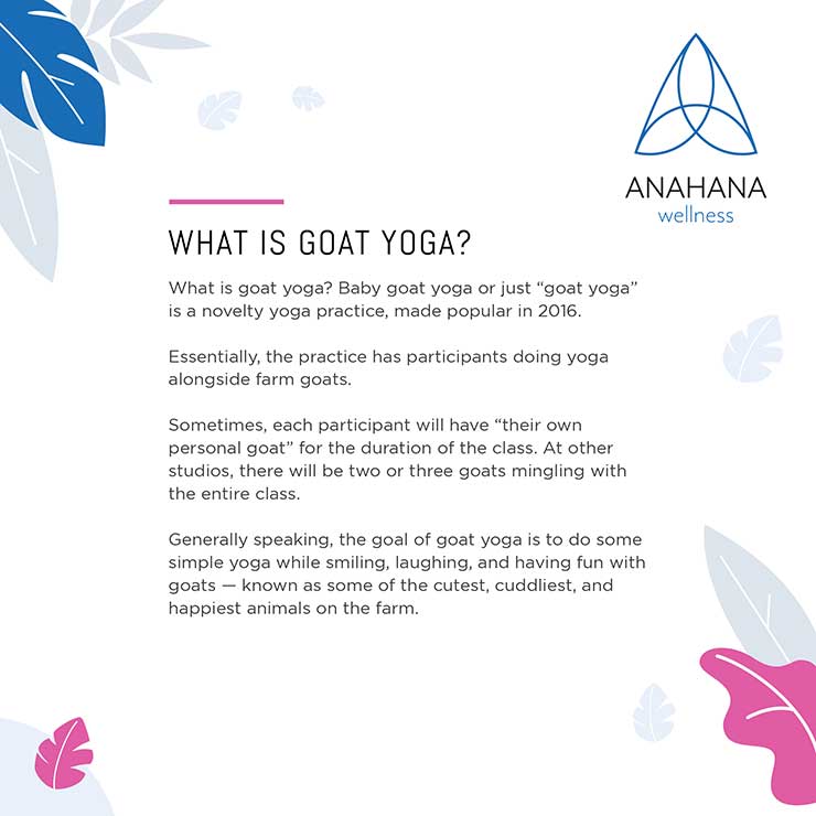 goat yoga explained