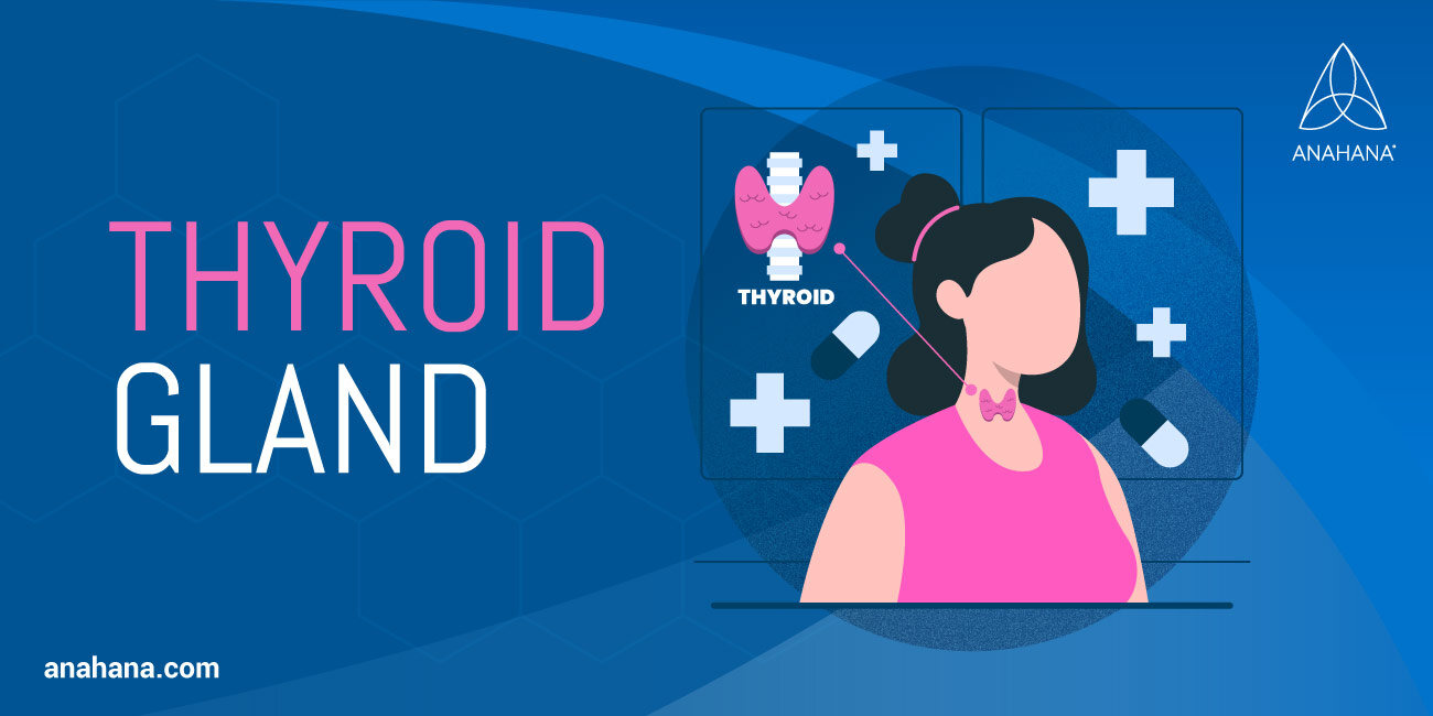 la glándula tiroides, localización y funciones